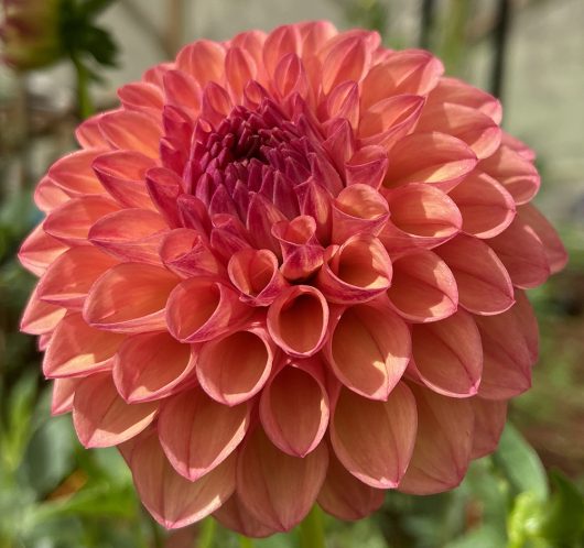 Moray Ashley Dahlia Flower