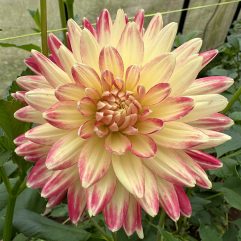 Mountain Aurora Dahlia Flower