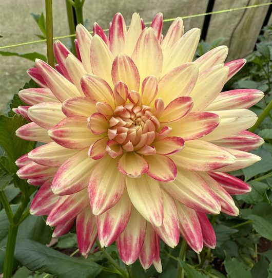 Mountain Aurora Dahlia Flower