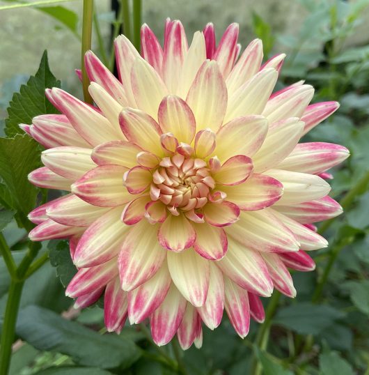 Mountain Aurora Dahlia Flower