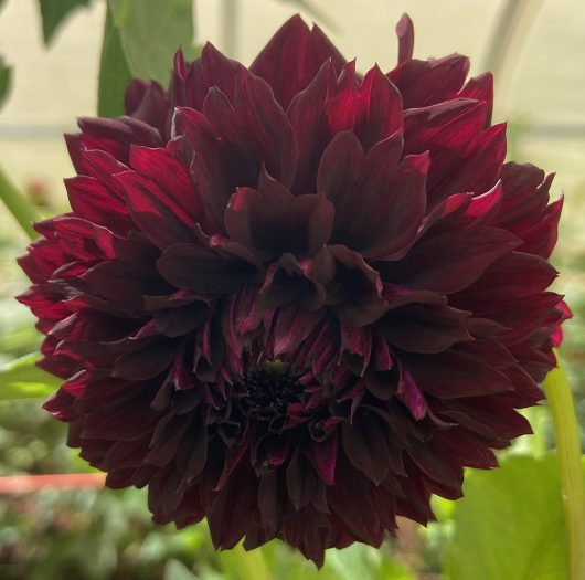 Nugget Dahlia Flower