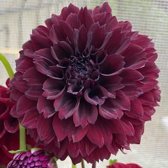 Nugget Dahlia Flower