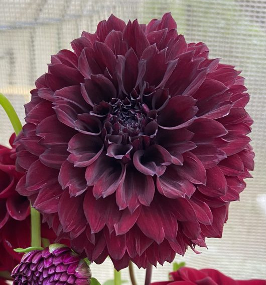 Nugget Dahlia Flower