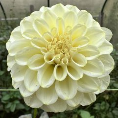 Otway Gem Dahlia Flower