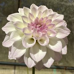 Painted Lady Dahlia Flower