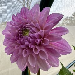 Prue Dahlia Flower