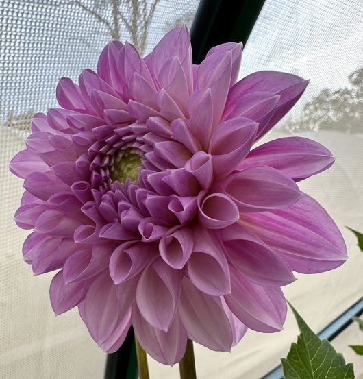 Prue Dahlia Flower