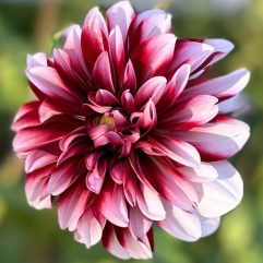 Raspberries & Cream Dahlia Flower