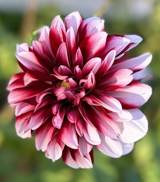 Raspberries & Cream Dahlia Flower