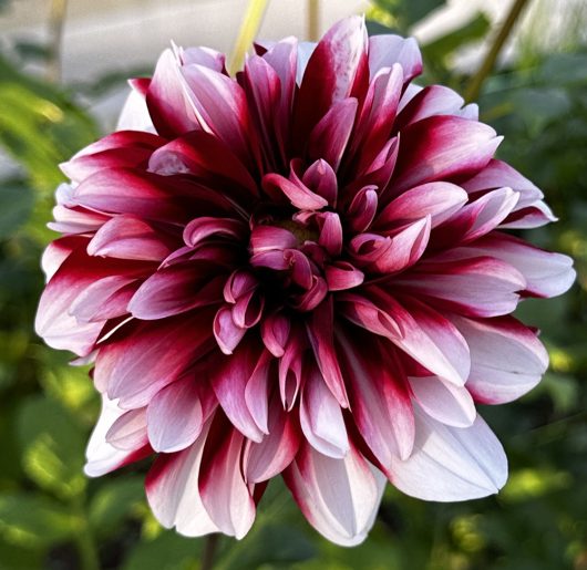 Raspberries & Cream Dahlia Flower