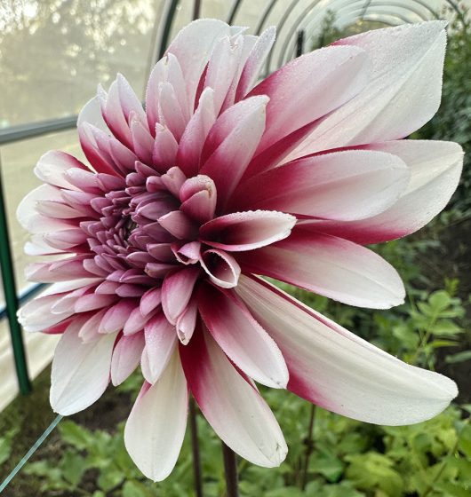 Raspberries & Cream Dahlia Flower