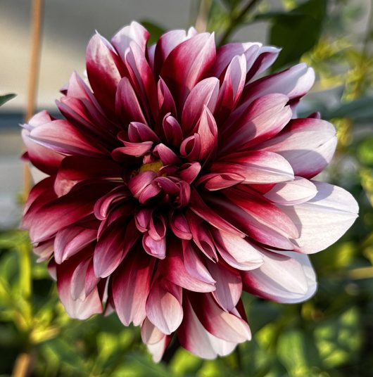 Raspberries & Cream Dahlia Flower