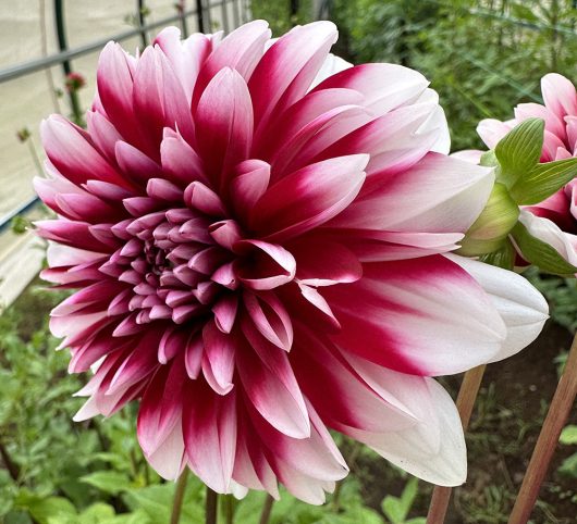 Raspberries & Cream Dahlia Flower