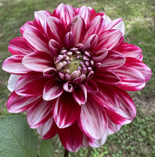 Ruby Mae Dahlia Flower