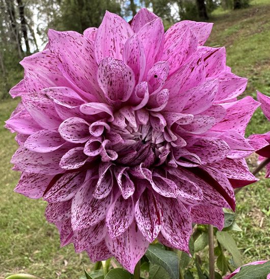 Samoan Prince Dahlia Flower