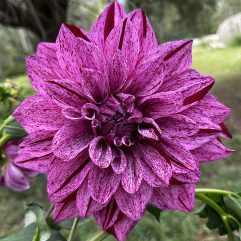 Samoan Prince Dahlia Flower