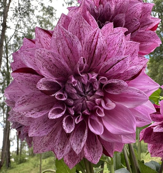 Samoan Prince Dahlia Flower