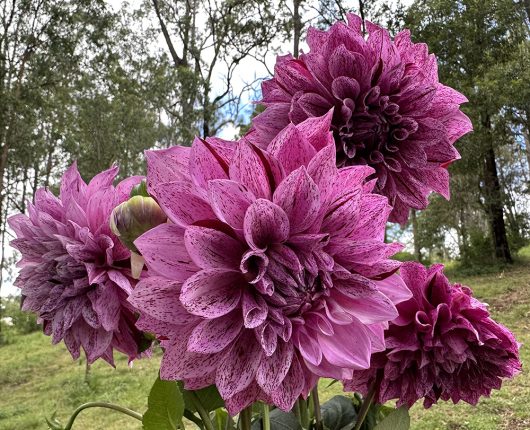 Samoan Prince Dahlia Flower