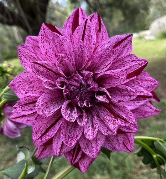 Samoan Prince Dahlia Flower