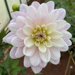 Seagull Dahlia Flower