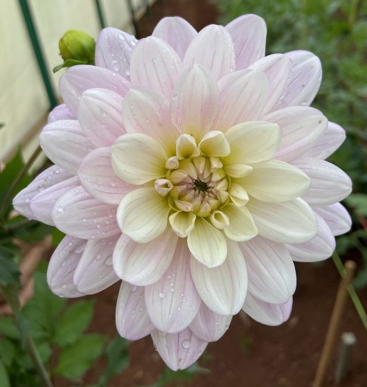 Seagull Dahlia Flower