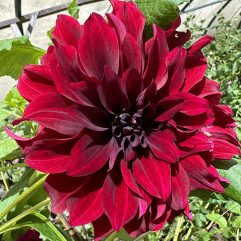 Southern Black Embers Dahlia Flower