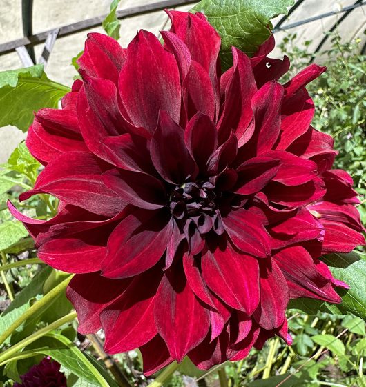 Southern Black Embers Dahlia Flower