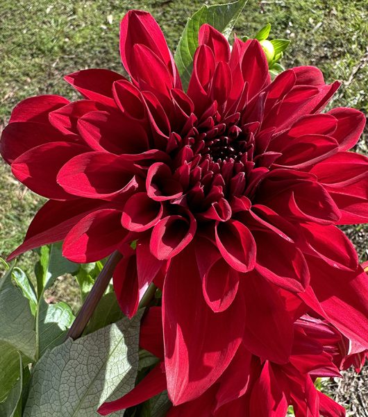 Southern Black Embers Dahlia Flower