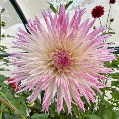 Susan Maree Dahlia Flower