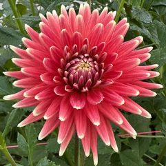 Tuscany Dahlia Flower