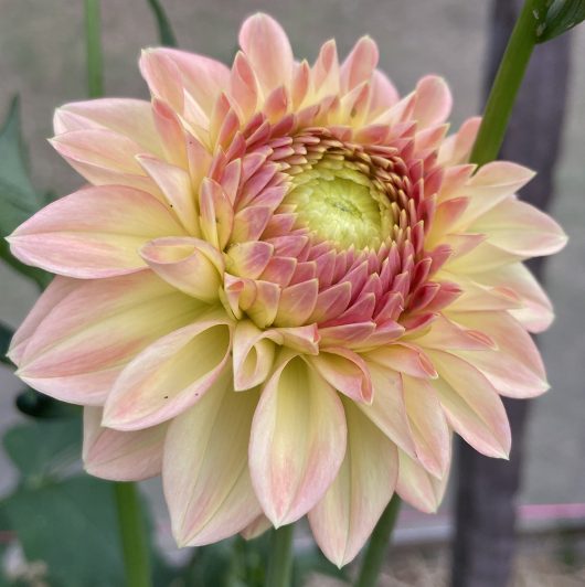 Woodlock Citrine Dahlia Flower