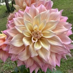 Alden Rocket Dahlia Flower