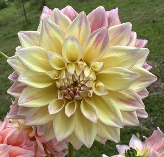 Alden Rocket Dahlia Flower