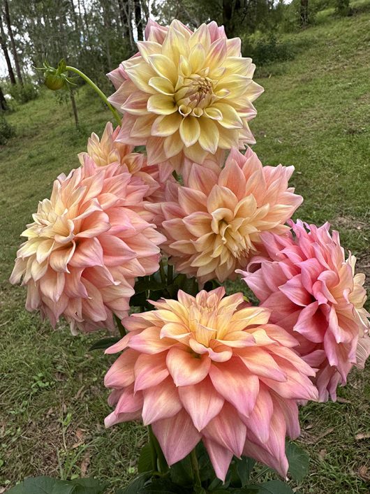 Alden Rocket Dahlia Flower