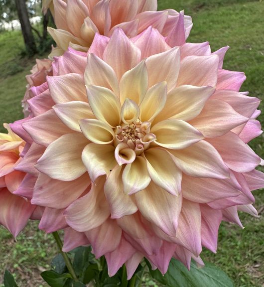 Alden Rocket Dahlia Flower