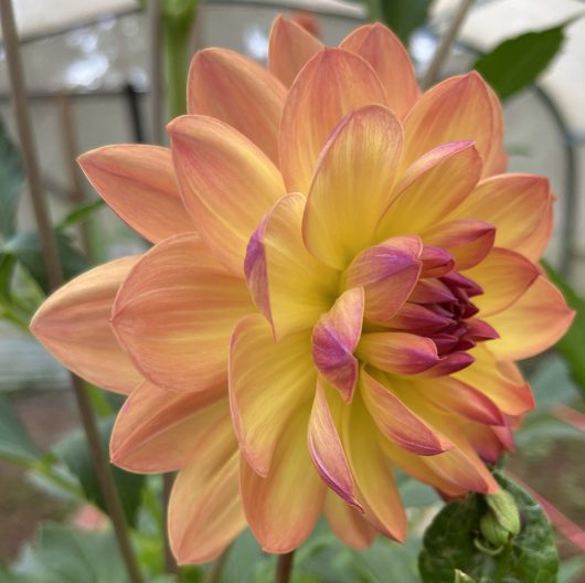 Bracken Lorelei Dahlia Flower