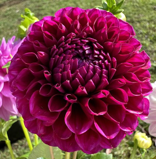 Florelie Queen of Hearts Dahlia Flower