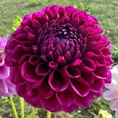 Florelie Queen of Hearts Dahlia Flower