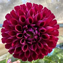 Jessie G Dahlia Flower