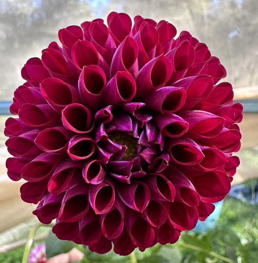 Jessie G Dahlia Flower