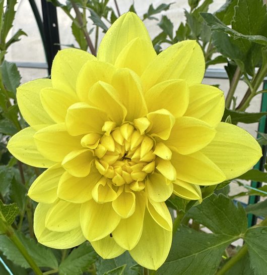 Kens Gold Dahlia Flower