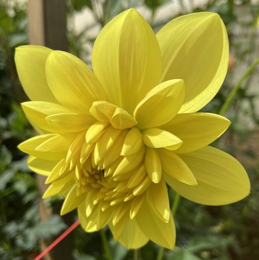 Kens Gold Dahlia Flower