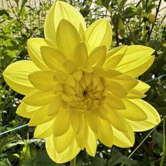 Kens Gold Dahlia Flower