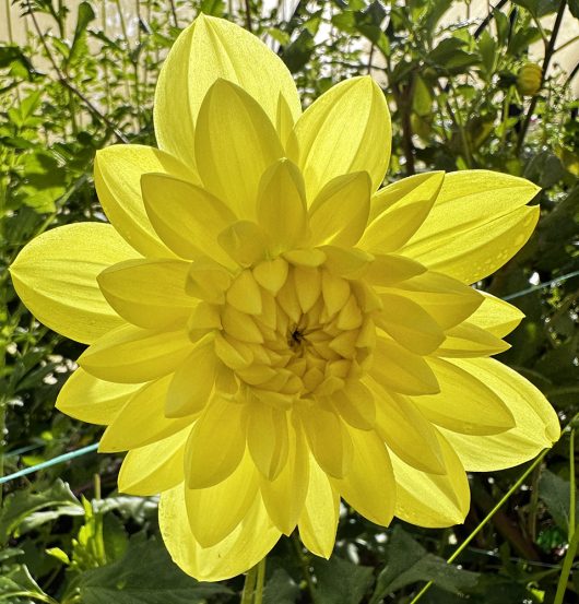 Kens Gold Dahlia Flower