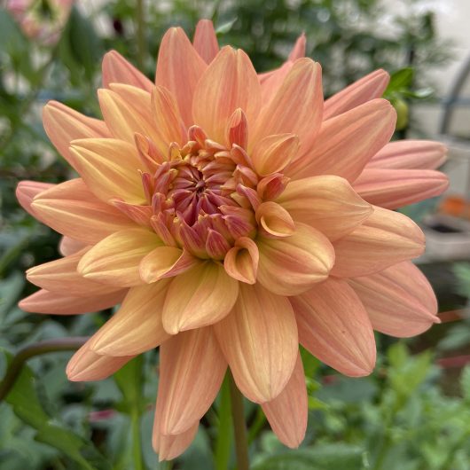 Linda Dahlia Flower