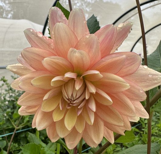 Linda Dahlia Flower