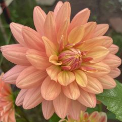 Linda Dahlia Flower