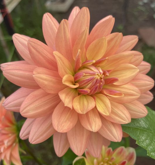 Linda Dahlia Flower