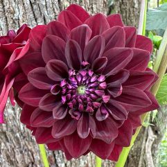 Ned Kelly Dahlia Flower