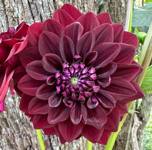 Ned Kelly Dahlia Flower